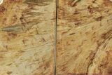 Petrified Wood (Tropical Hardwood) Bookends - Indonesia #275603-2